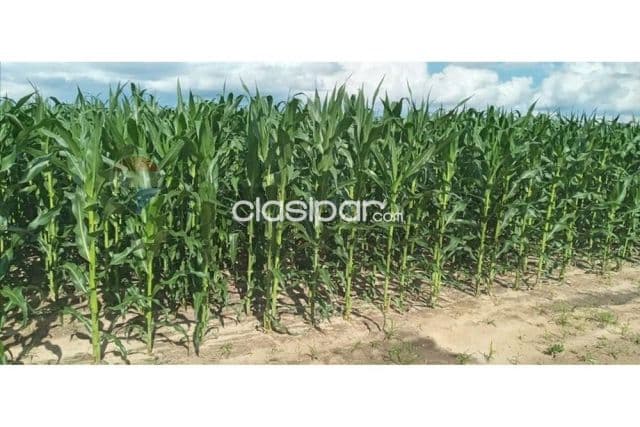 En venta campo productivo en alto paraguay, foto 1