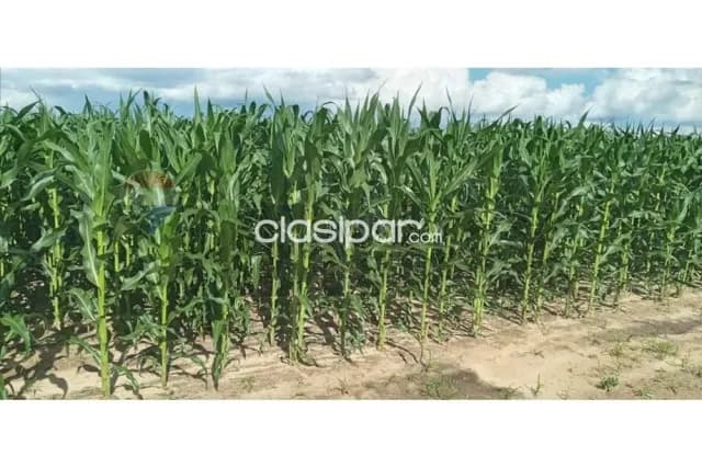 En venta campo productivo en alto paraguay, foto 2