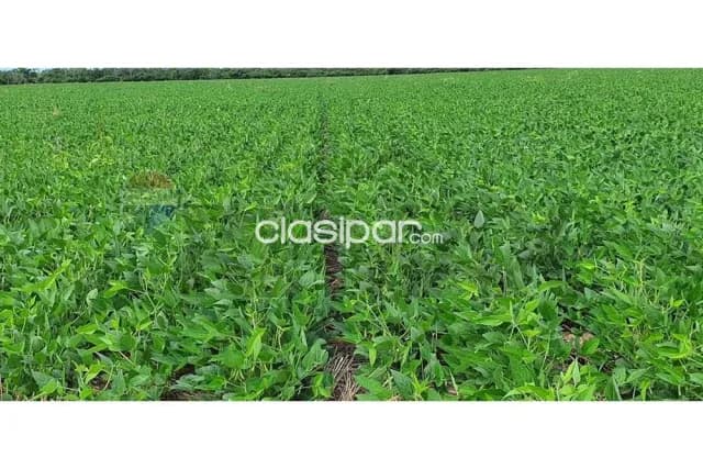 En venta campo productivo en alto paraguay, foto 3