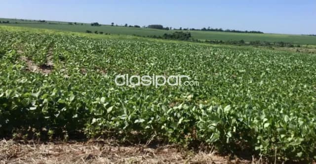 Campo Agrícola Mecanizado en Santa Rita - 1223 Ha — foto 3
