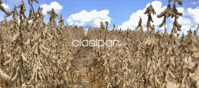 Campo Agrícola Mecanizado en Santa Rita - 1223 Ha — foto 4