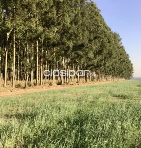 Campo Agrícola Mecanizado en Santa Rita - 1223 Ha — foto 5