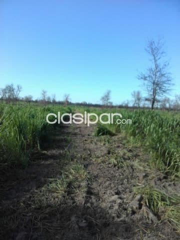 Campo de 3.356 Hectáreas en el Chaco, Zona Agua Dulce - CLCS8004672