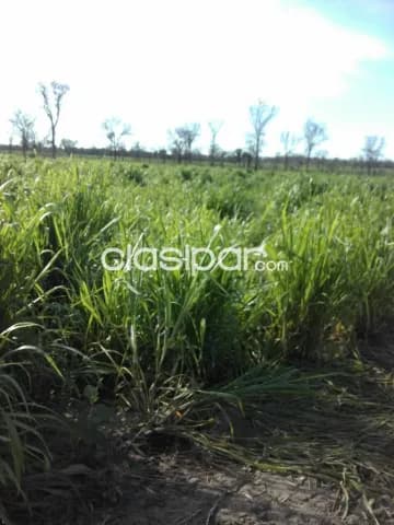 Campo de 3.356 Hectáreas en el Chaco, Zona Agua Dulce - CLCS8004672 — foto 3