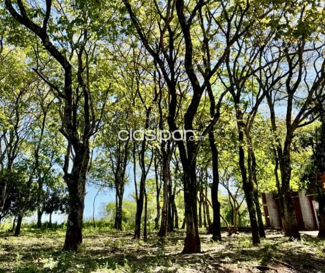 Terreno Rural en Mina Guazú - 18 Ha — foto 4