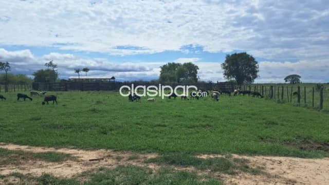 Campo Ganadero de 500 Has en Tte. 1º Manuel Irala Fernández - CLCS8050303, foto 4
