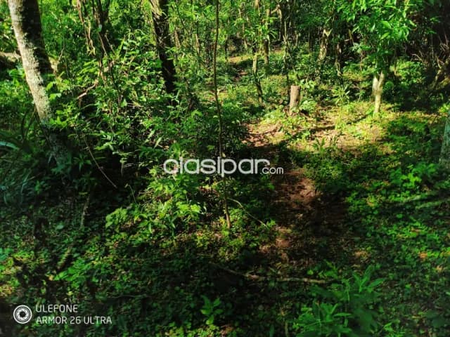 20 ha Propiedad con naturaleza en Potrero Garay – La Colmena — foto 5