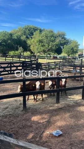En venta hermoso establecimiento de 50 hectareas - ciudad de quiindy - km 102, foto 5