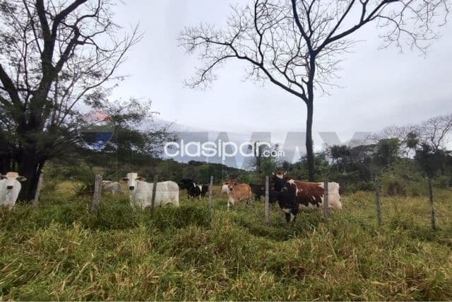 14 hectareas en yaguaron paraguari