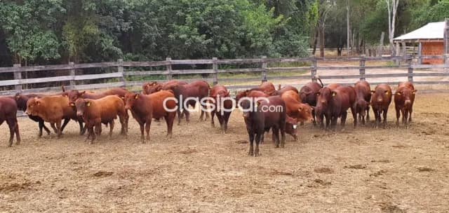 En venta Estancia en Bahía Negra Chaco Paraguayo, foto 5