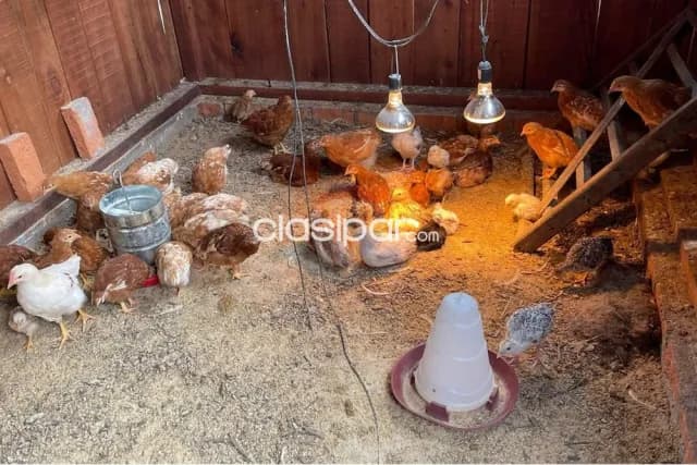 Campo con Rentabilidad en Trinidad 6,1 Ha en venta, foto 3