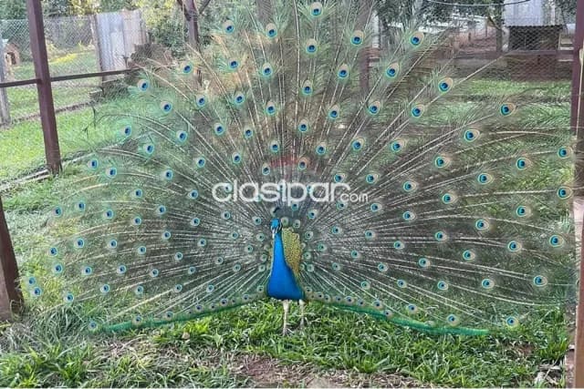 Campo con Rentabilidad en Trinidad 6,1 Ha en venta, foto 4