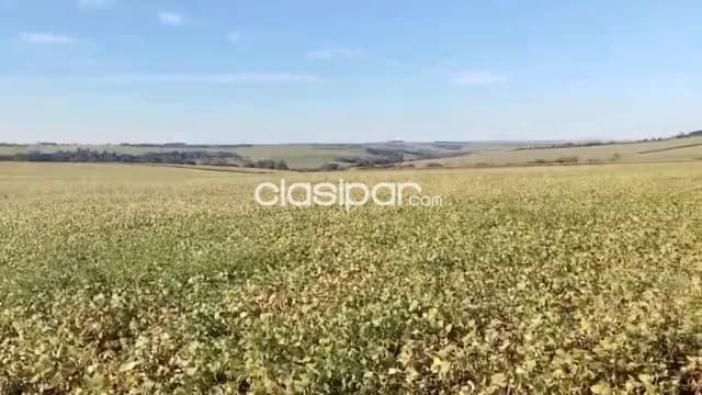 Campo Agrícola Mecanizado en Las Mercedes - 175 Ha — foto 2