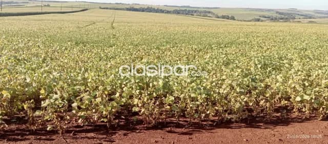 Campo Agrícola Mecanizado en Las Mercedes - 175 Ha — foto 3