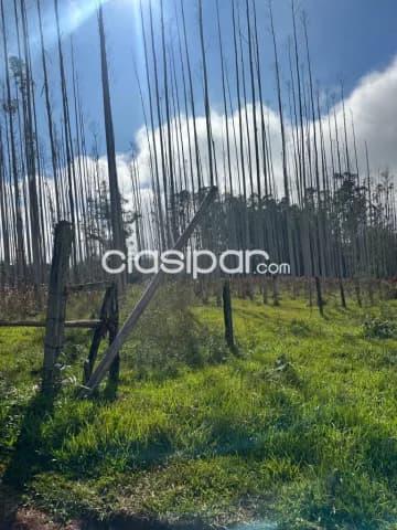 propiedad 4 HA. en zona Industrial de la cdad. de HERNANDARIAS, foto 5