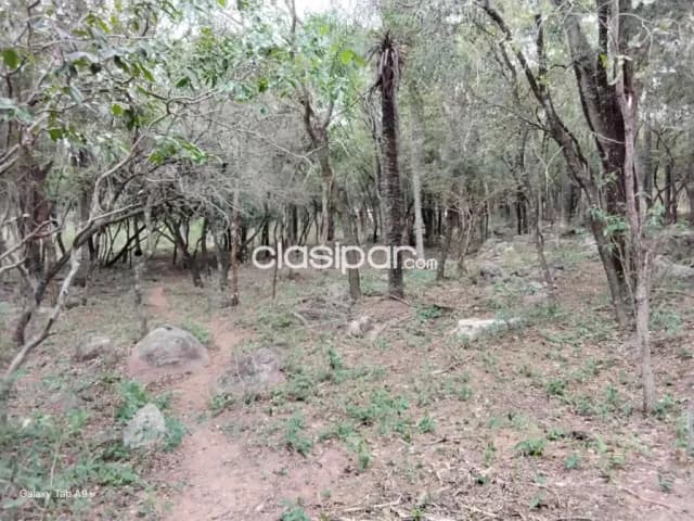 🌳 terreno en venta – nueva colombia cod 6879, foto 4