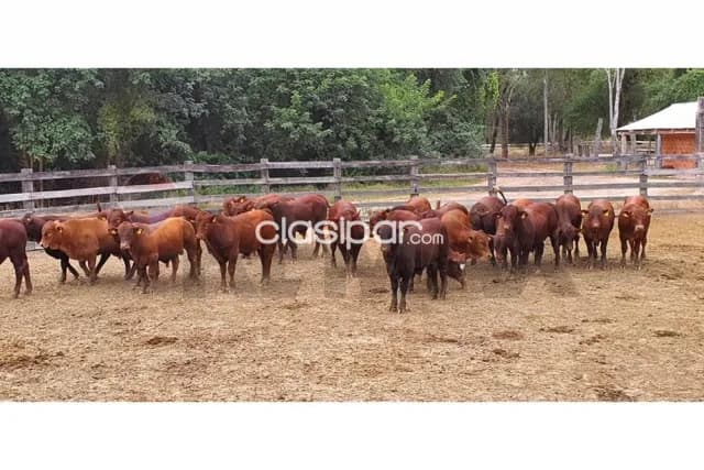🌎 estancia productiva de gran escala en el chaco paraguayo, foto 3