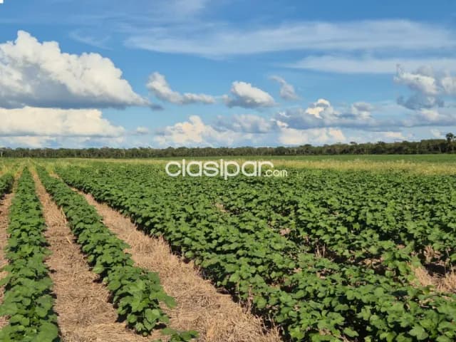 Estancia productiva en bahia negra alto paraguay chaco, foto 5