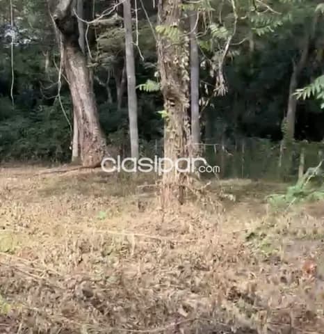 Terreno en Luque zárate isla, foto 4