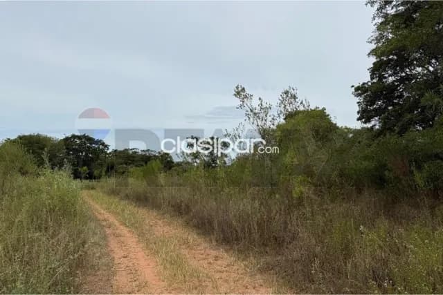 4,7 hectareas en nueva italia compañia pindoty c/plantacion de eucalipto en 3 hectar, foto 2