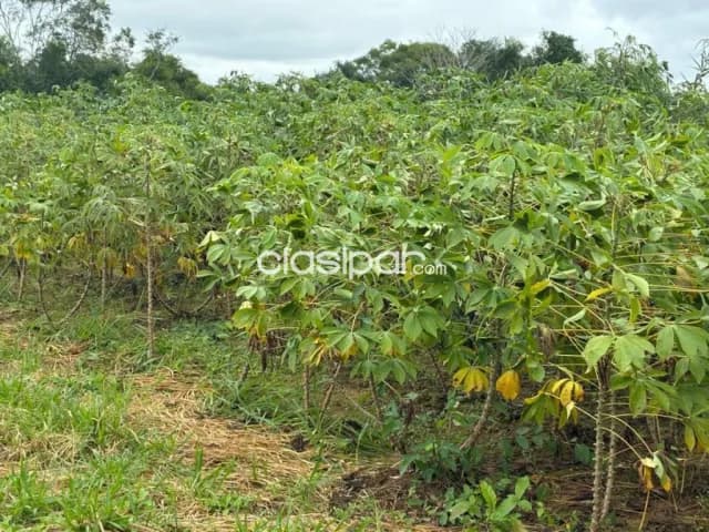 Terreno de 10 hectareas en santa elena-cordillera, foto 4