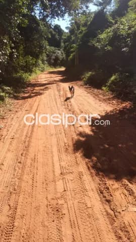 Tobati, eusebio ayala, prox. Asfalto: Ideal p/ granja, criaderos, gallinería, agricultura — foto 3