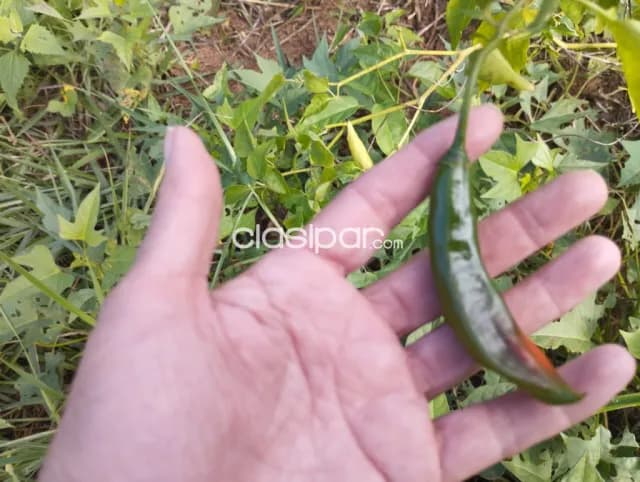 Espectacular Campo Agroganadero de 65 Has en Isla Pucú, Cordillera–¡Listo para Transferir! — foto 3