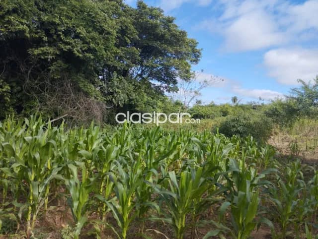 Espectacular Campo Agroganadero de 65 Has en Isla Pucú, Cordillera–¡Listo para Transferir! — foto 5
