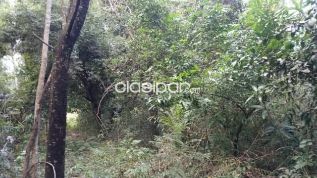 Departamento de san pedro-distrito de union 7.800 hectáreas con 3000 cabezas de ganados, foto 3