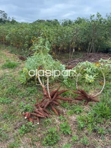 Casa Quinta en Aregua - 3 Ha, foto 5