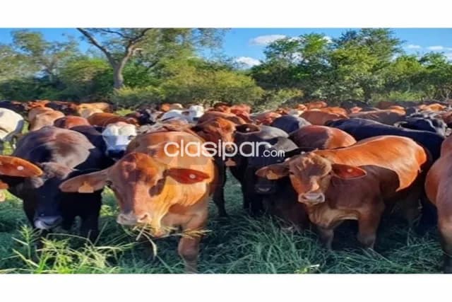 Estancia ganadera en venta benjamín aceval, chaco paraguayo 🏡, foto 5