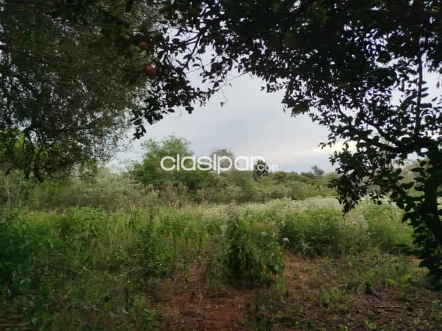 34 ha en José Sasardi Guaira — foto 5
