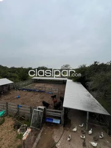 En venta terreno de 3 hectareas en tarumandy, Luque — foto 3