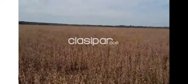 Propiedad Agricola en San Pedro del Paraná, foto 3