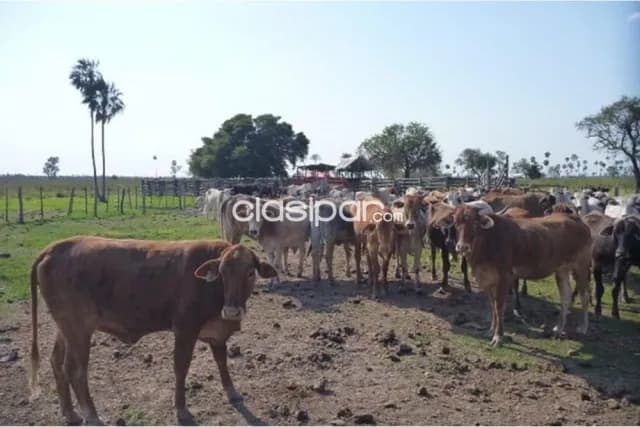 En Venta - Estancia/Campo -General José María Bruguéz, Presidente Hayes, Paraguay, foto 5