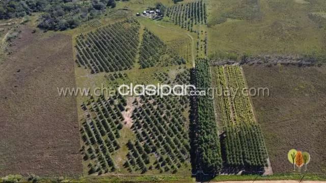 Estancia de 27 hectáreas en venta – Ideal para ganadería, agricultura o proyecto turístico, foto 5
