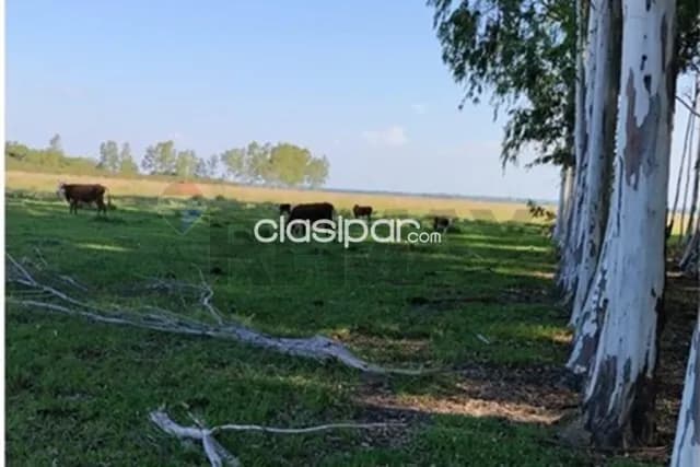 Estancia de 288 has en arroyos y esteros en venta, foto 5