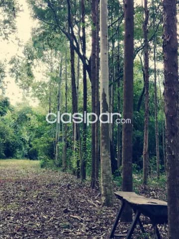 🌳 Hermosa Propiedad de 4 Hectáreas en Eusebio Ayala ( Barrero Grande) — foto 3
