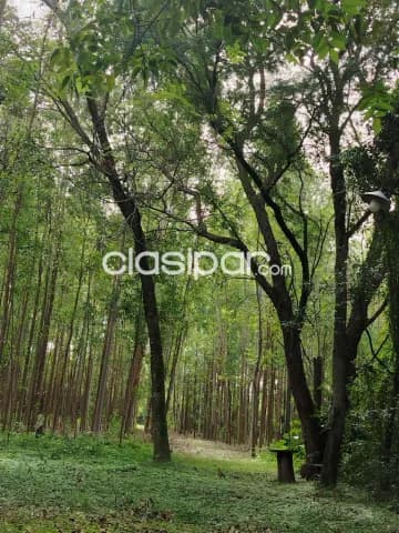🌳 Hermosa Propiedad de 4 Hectáreas en Eusebio Ayala ( Barrero Grande) — foto 4