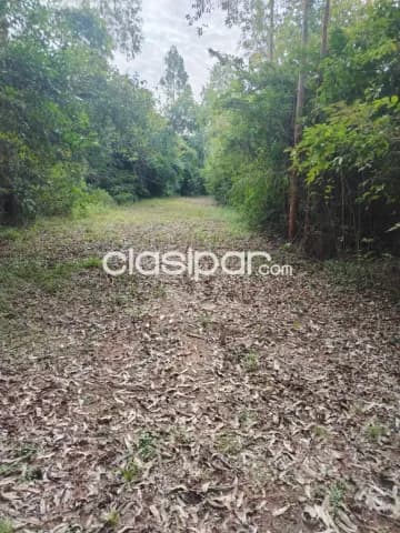 🌳 Hermosa Propiedad de 4 Hectáreas en Eusebio Ayala ( Barrero Grande) — foto 5