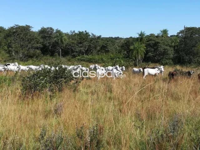 Estancia 475 Has en Caapucu Paraguari - Campo Ganadero con Aguadas Naturales, foto 4
