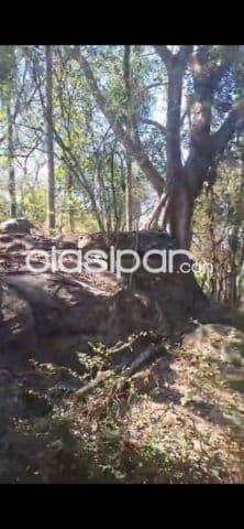 Campo 12has en Nueva Colombia Cordillera - Terreno plano, arbolado y cercado, foto 1