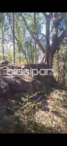 Campo 12has en Nueva Colombia Cordillera - Terreno plano, arbolado y cercado, foto 2