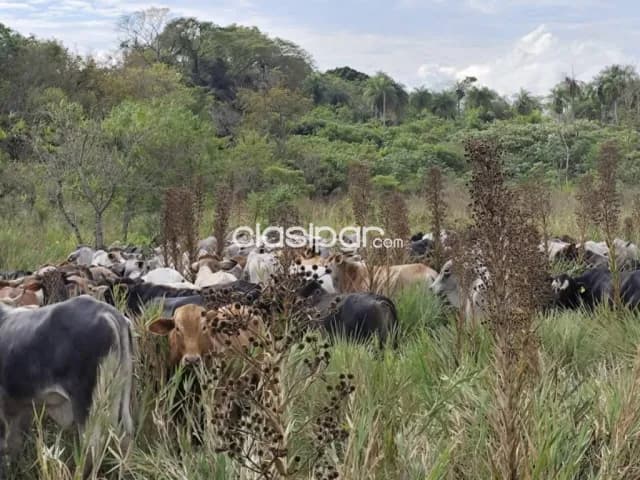 Campo 13has en Acahay Paraguari - Sobre Ruta 18, con tajamares y vista al cerro, foto 5
