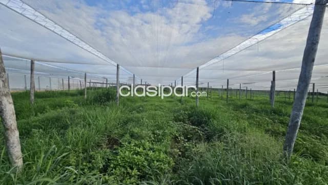 Estancia 53has en Itacurubi de la Cordillera - Agricola-ganadera con riego y casas, foto 5