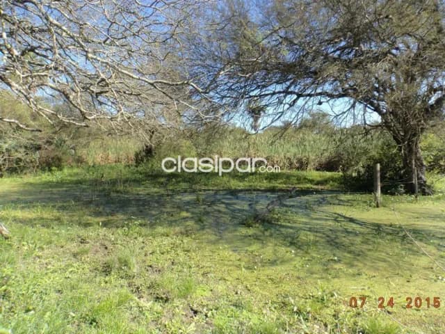 Estancia 837has en Villa Hayes Pdte Hayes - Sobre Ruta PY12, lindante rio Pilcomayo, foto 4