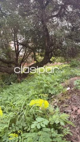 terreno en Luque zona Cit, foto 3