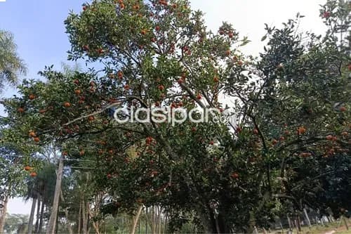 Terreno en Venta en Central Villeta, foto 5