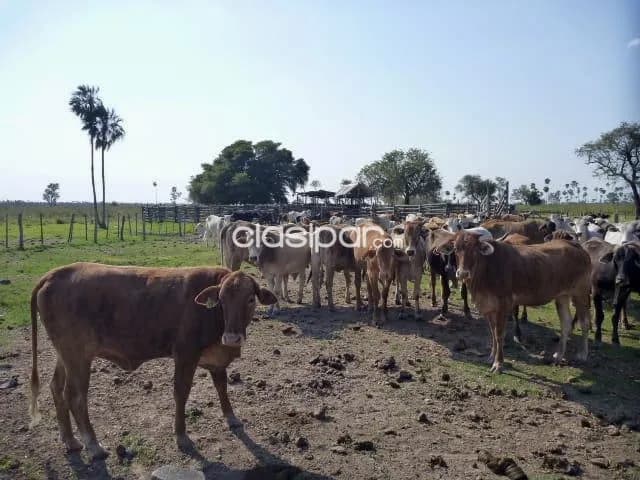 Campo Ganadero en General Bruguez sobre Ruta 12 - 493 Ha, foto 3