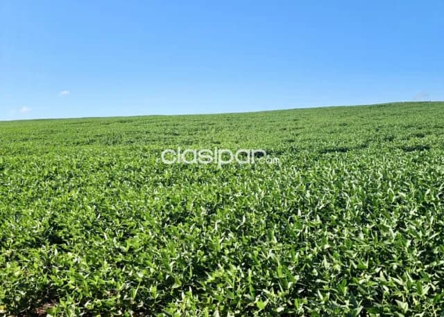 Terreno Agrícola Mecanizado en Obligado - 28 Ha, foto 5
